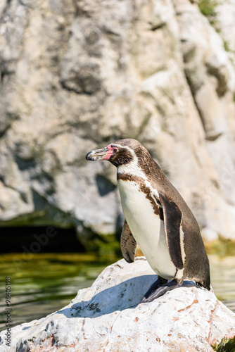 Magellanic Penguin (Spheniscus Magellanicus) Portrait In South America