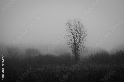 lonely tree in the mist