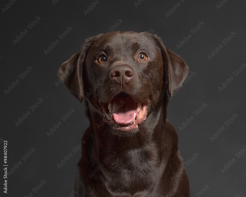 Chocolate Lab studio