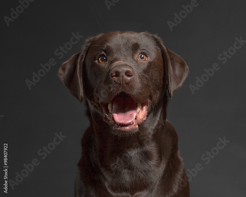 Chocolate Lab studio © Mary Perry