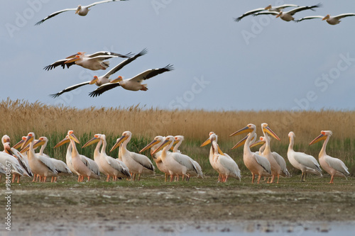 white pelican (pelecanus onocrotalus)