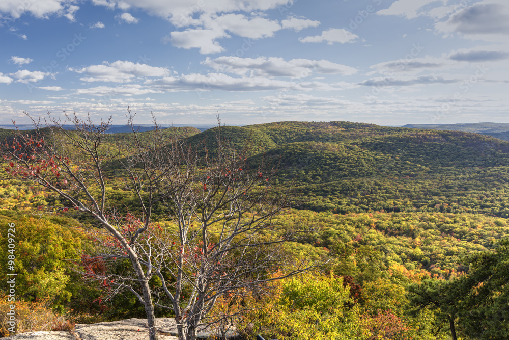 Bear Mountain Red Tree