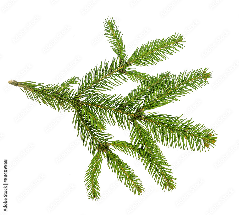 Obraz premium Christmas tree branches over white background
