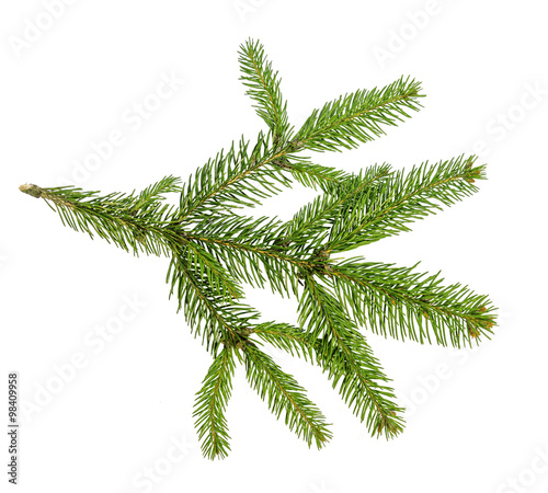 Christmas tree branches over white background