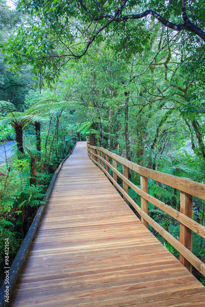 walking way in evergreen forest trail to milfordsound important walking way in evergreen forest trail to milfordsound important