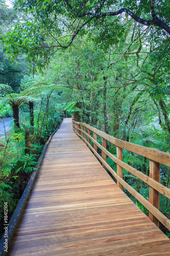 walking way in evergreen forest trail to milfordsound important © stockphoto mania