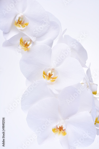 Orchid head flower