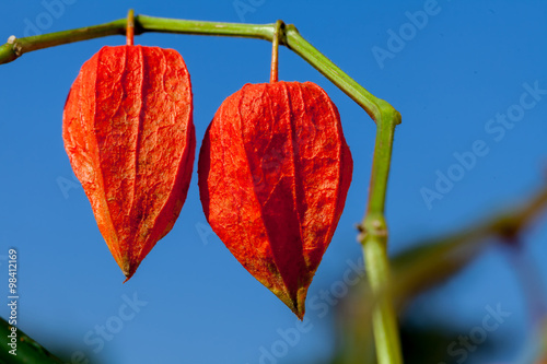 Chinese lantern plant - orange Lampionblume