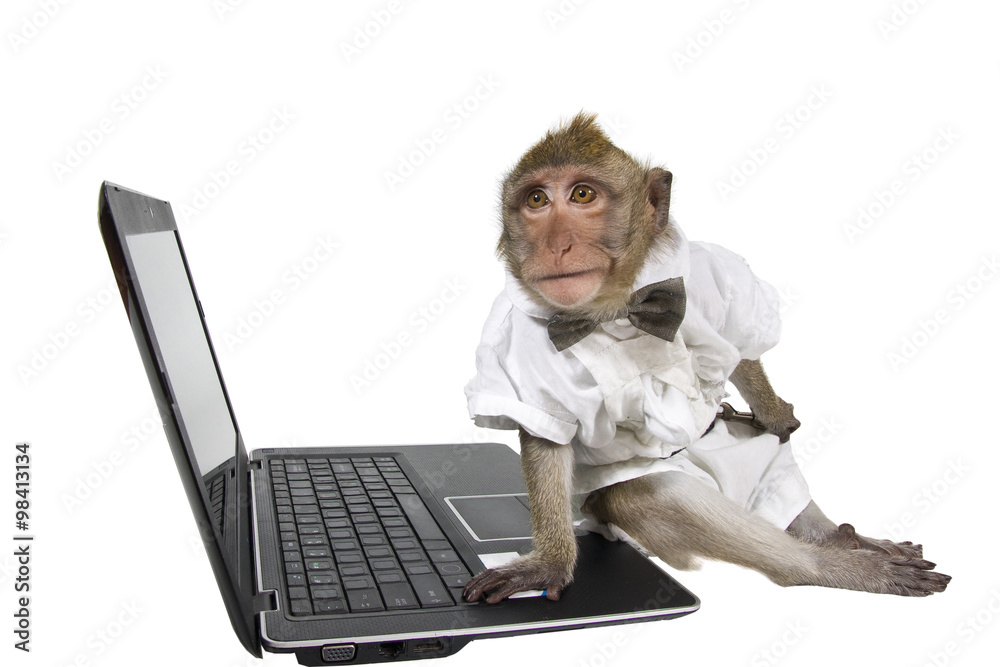 Fototapeta premium A monkey in a suit with a laptop