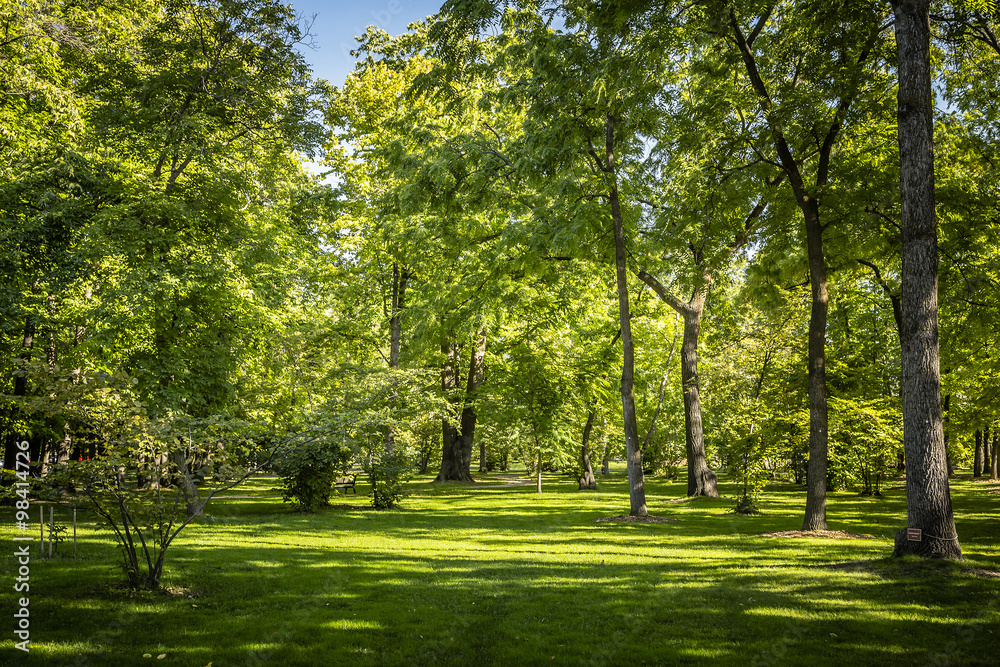 Obraz premium Forest Park Landscape