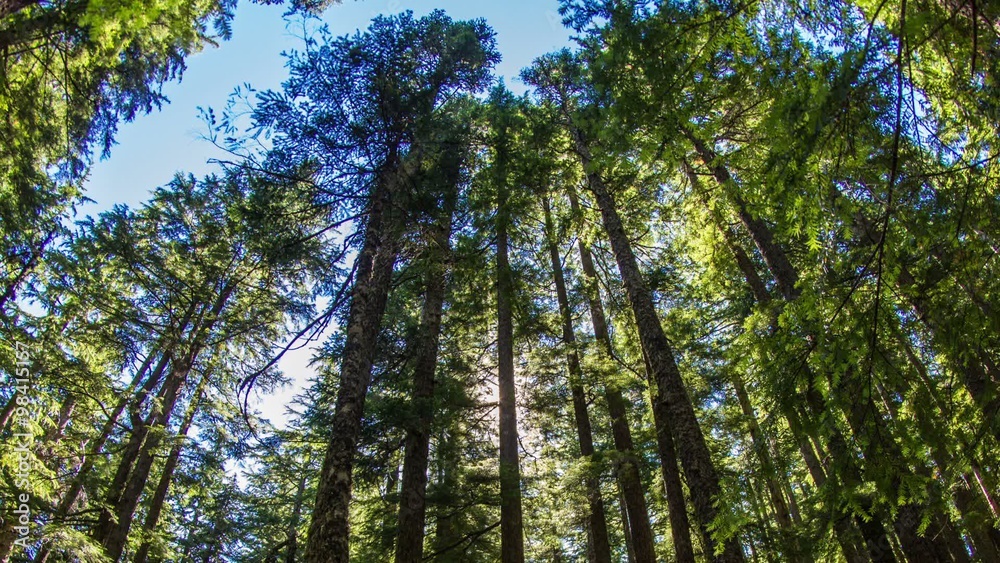 Oregon Lush Forest
Time lapse of a lush forest in Oregon during the day. Oregon Lush Forest
Time lapse of a lush forest in Oregon during the day.