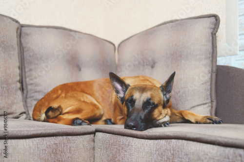 Belgian Shepherd dog Malinois sleeping on a sofa © Eudyptula