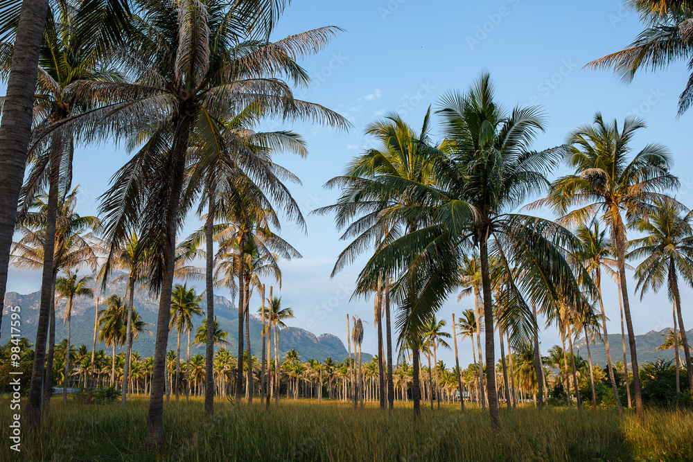 Coconut tree in garden