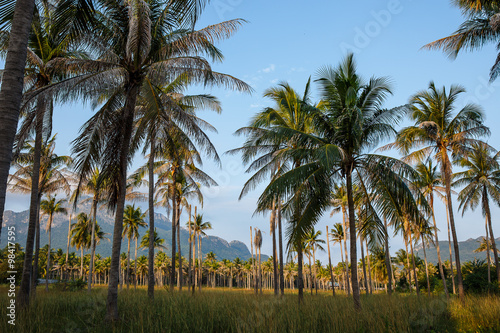 Coconut tree in garden © photonewman