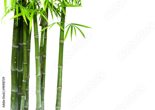 Bamboo isolated on white background
