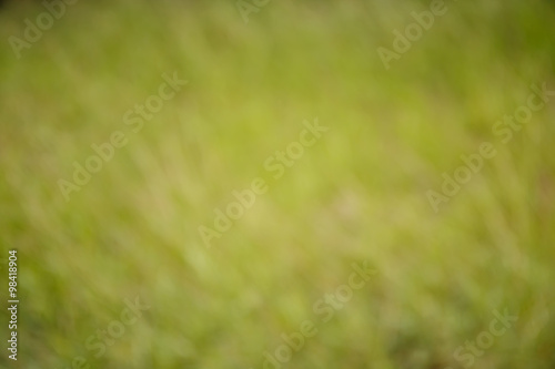 Natural green bright blur background