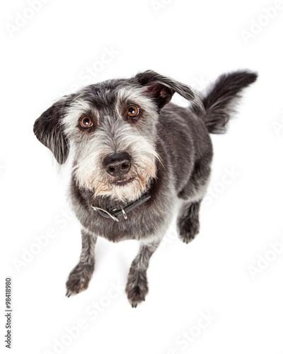 Canvas Print Cute and Obedient Dog Sitting Looking Up