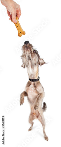 Dog Standing Reaching For Treat
