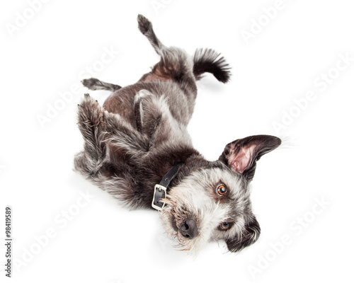 Terrier Dog Rolling Over photo