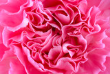 Close up of beautiful pink Carnation flower
