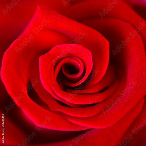 Close up of beautiful red rose