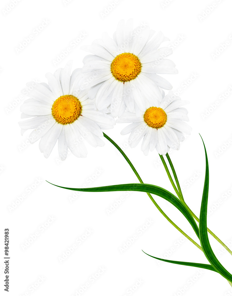 Fototapeta premium daisies summer white flower isolated on white background