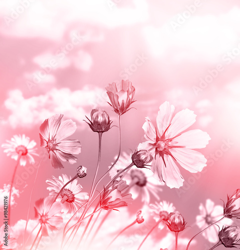 Fototapeta Naklejka Na Ścianę i Meble -  daisy flowers on blue sky background