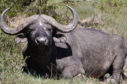 Buffalo - Masai Mara - Kenya