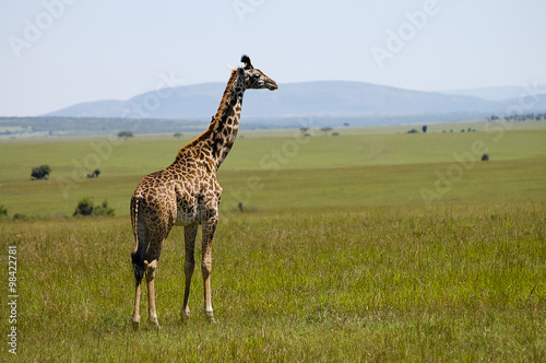 Giraffe - Masai Mara - Kenya