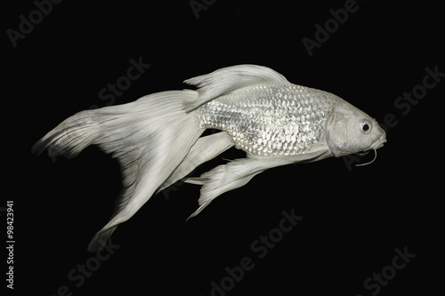 White koi fish isolated on Black background.