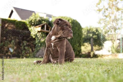 Portrait of Olde English Bulldogge sitting on the meadow