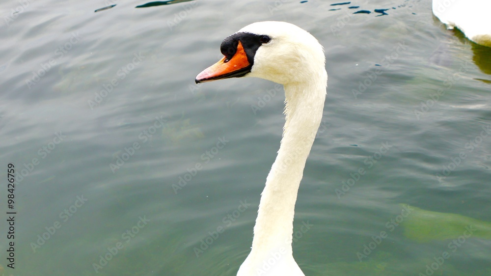 Obraz premium スイスの白鳥