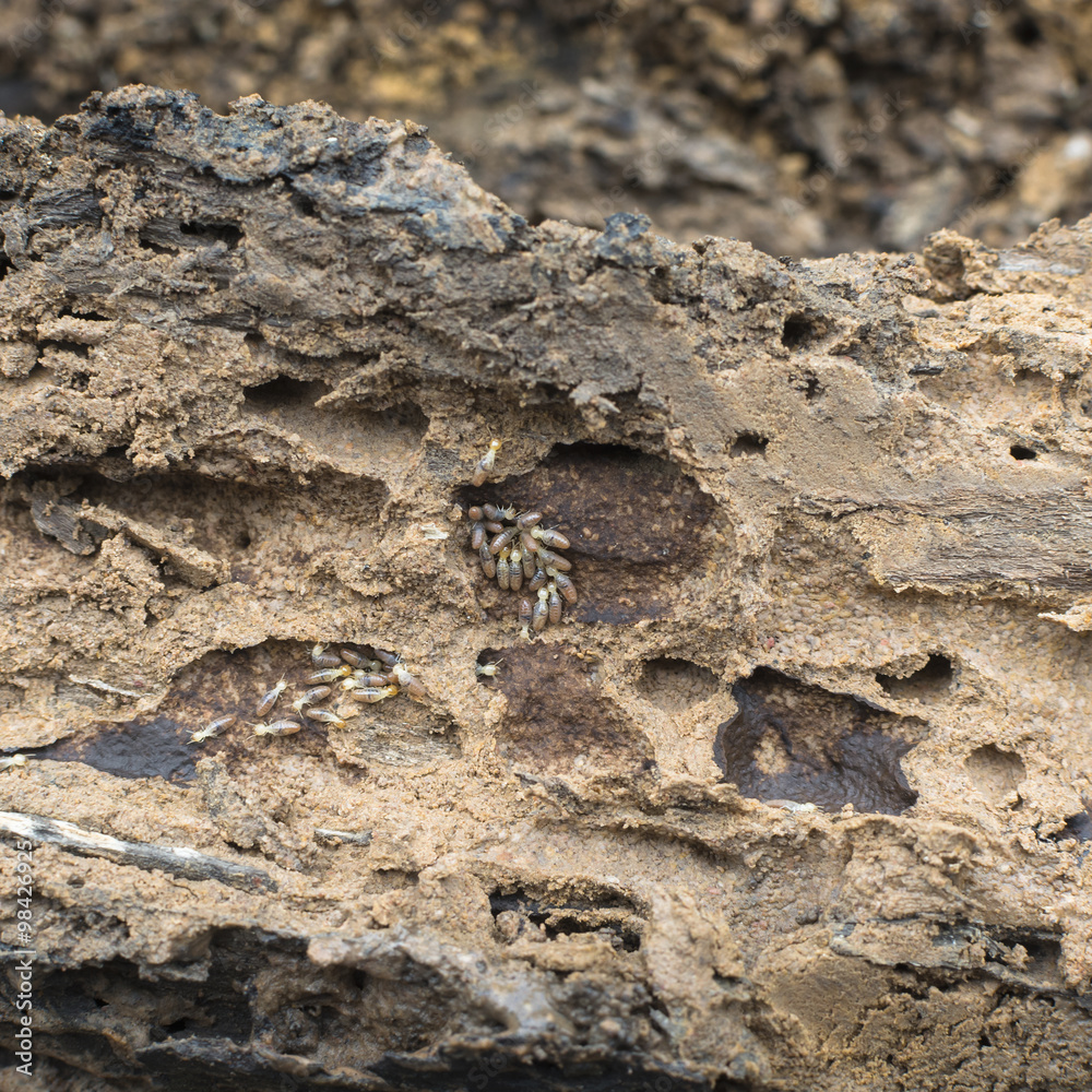 Termite group on wood in termite holes.