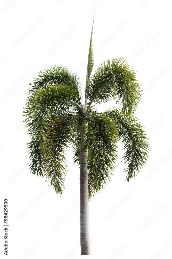 Tree isolated on white background