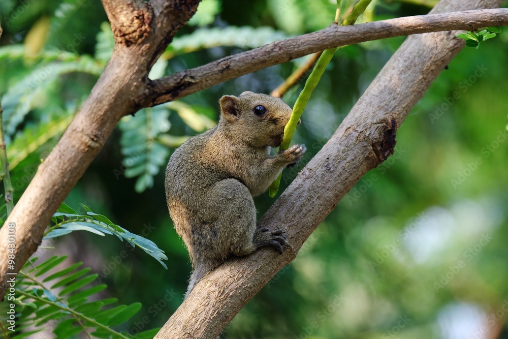 Squirrel eatting food on a tree Squirrel eatting food on a tree