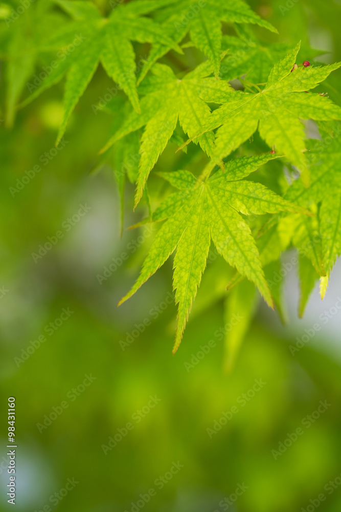 緑のモミジ