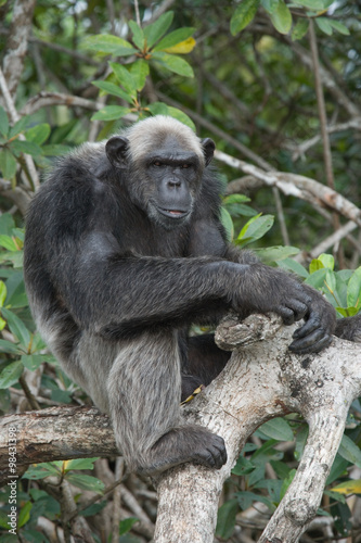 Chimpanzee on mangrove branches. Republic of the Congo. Conkouati-Douli Reserve. An excellent illustration.