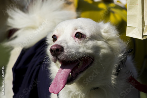 Portrait of German Spitz Dog