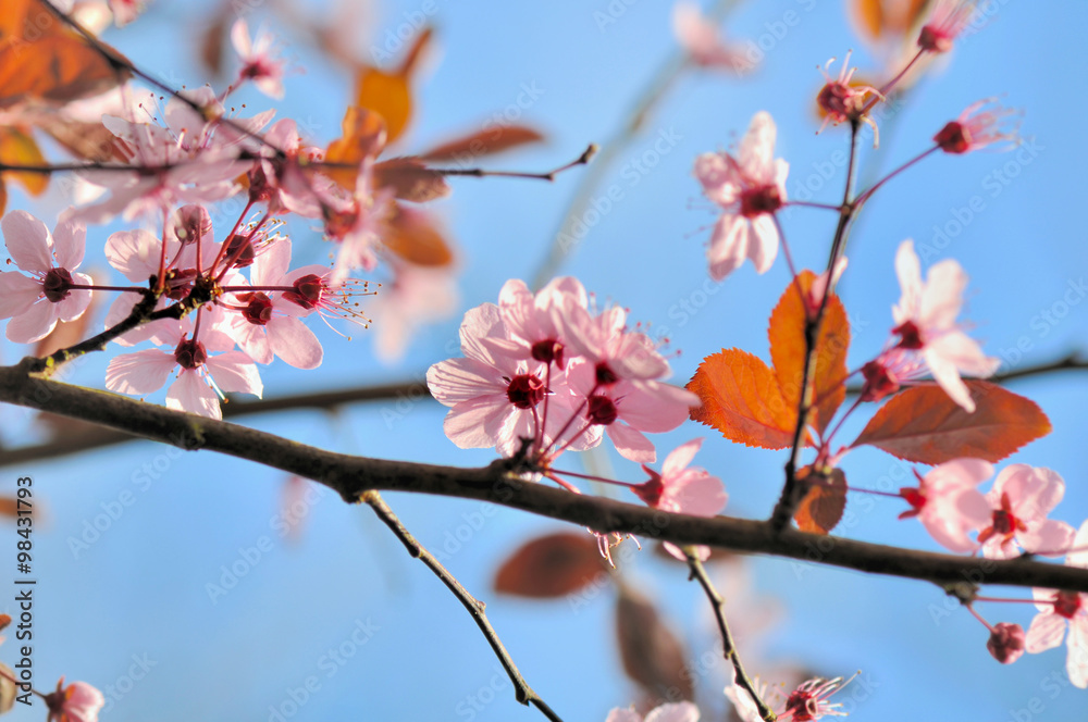 jolies fleurs au printemps sur branches de prunus jolies fleurs au printemps sur branches de prunus