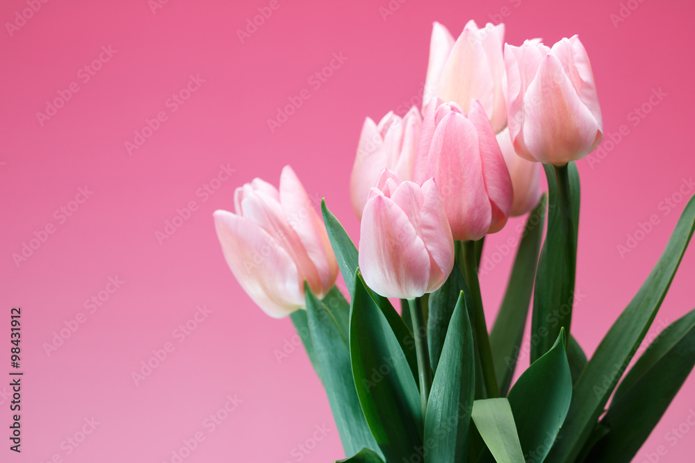 Fototapeta premium チューリップ