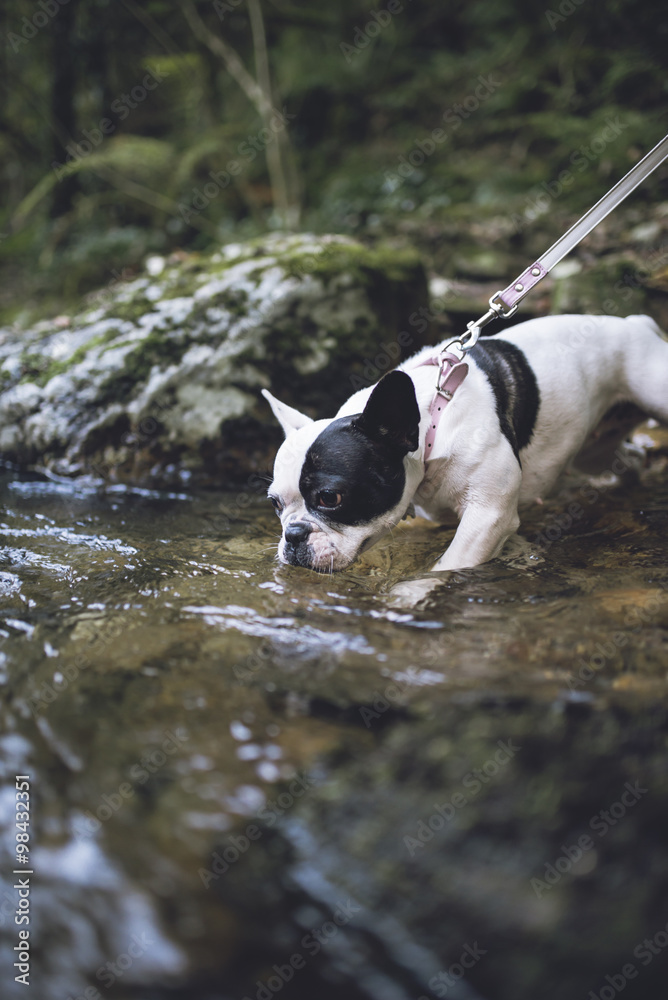 French bulldog drinking water at riverside French bulldog drinking water at riverside