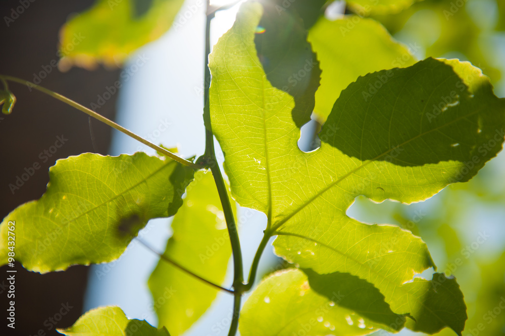 Fototapeta premium Tree leafs in the sun