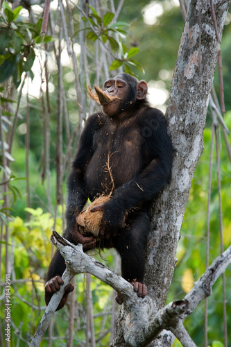 Fototapeta Naklejka Na Ścianę i Meble -  Chimpanzee on mangrove branches. Republic of the Congo. Conkouati-Douli Reserve. An excellent illustration.