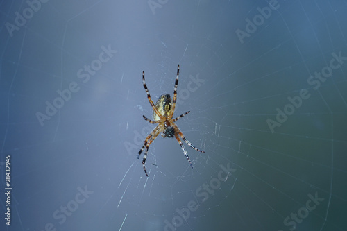 spider photo