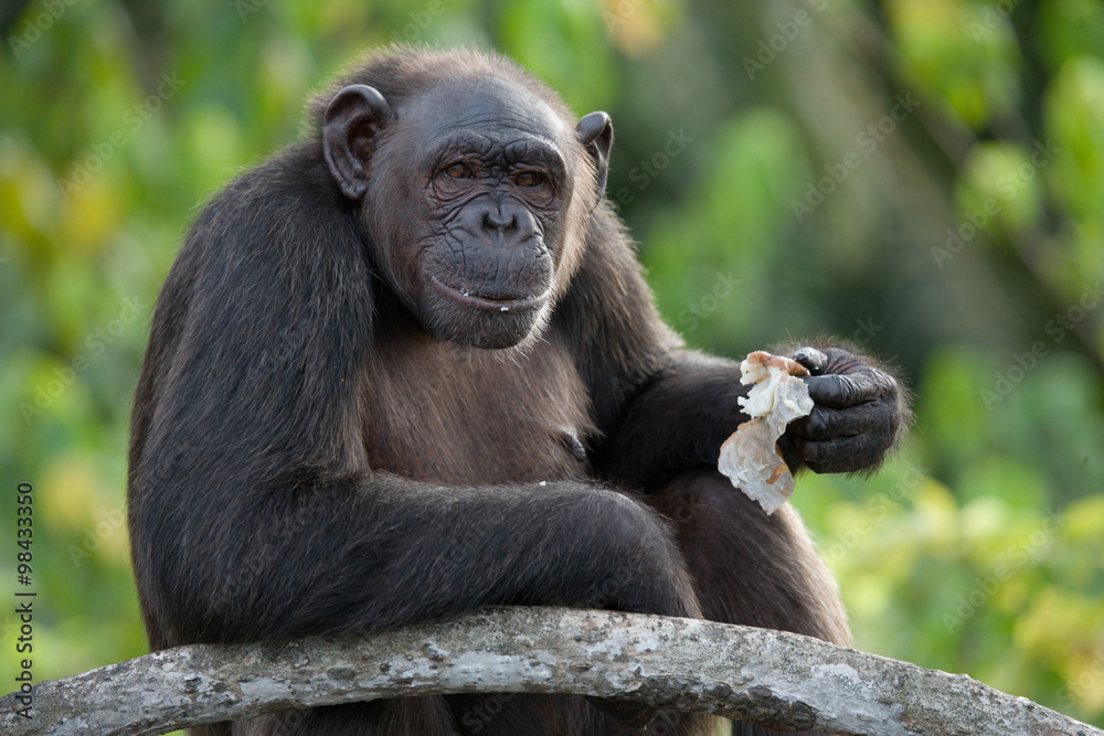 Chimpanzees eat vegetables. Republic of the Congo. Conkouati-Douli Reserve. An excellent illustration.