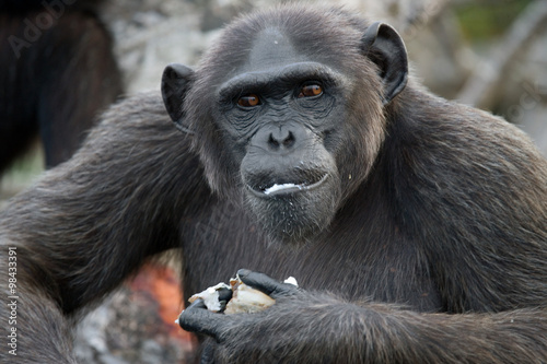 Portrait of a male chimpanzee. Republic of the Congo. Conkouati-Douli Reserve. An excellent illustration.