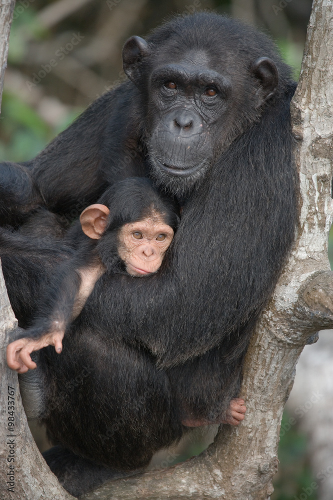 A female chimpanzee with a baby on mangrove trees. Republic of the Congo. Conkouati-Douli Reserve. An excellent illustration. A female chimpanzee with a baby on mangrove trees. Republic of the Congo. Conkouati-Douli Reserve. An excellent illustration.