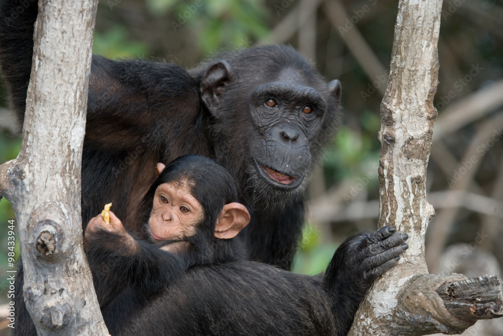 Female chimpanzee with a baby on mangrove trees. Republic of the Congo. Conkouati-Douli Reserve. Female chimpanzee with a baby on mangrove trees. Republic of the Congo. Conkouati-Douli Reserve.