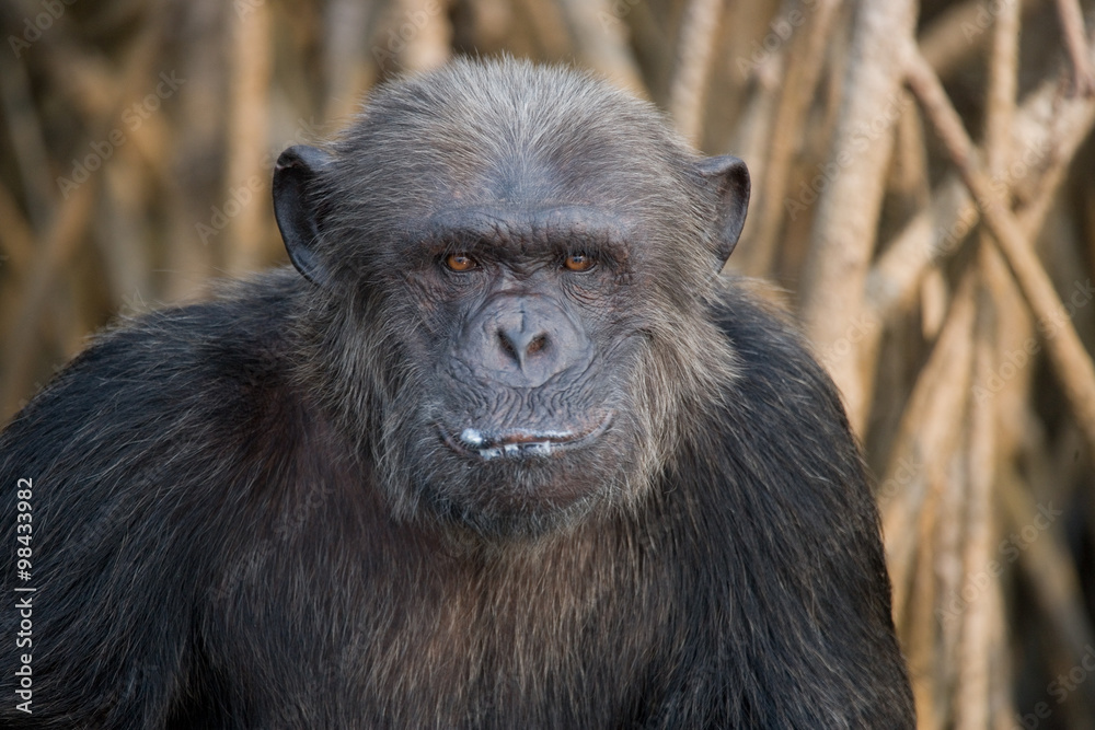 Portrait of a male chimpanzee. Republic of the Congo. Conkouati-Douli Reserve. An excellent illustration. Portrait of a male chimpanzee. Republic of the Congo. Conkouati-Douli Reserve. An excellent illustration.
