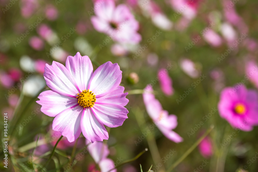 コスモスの花